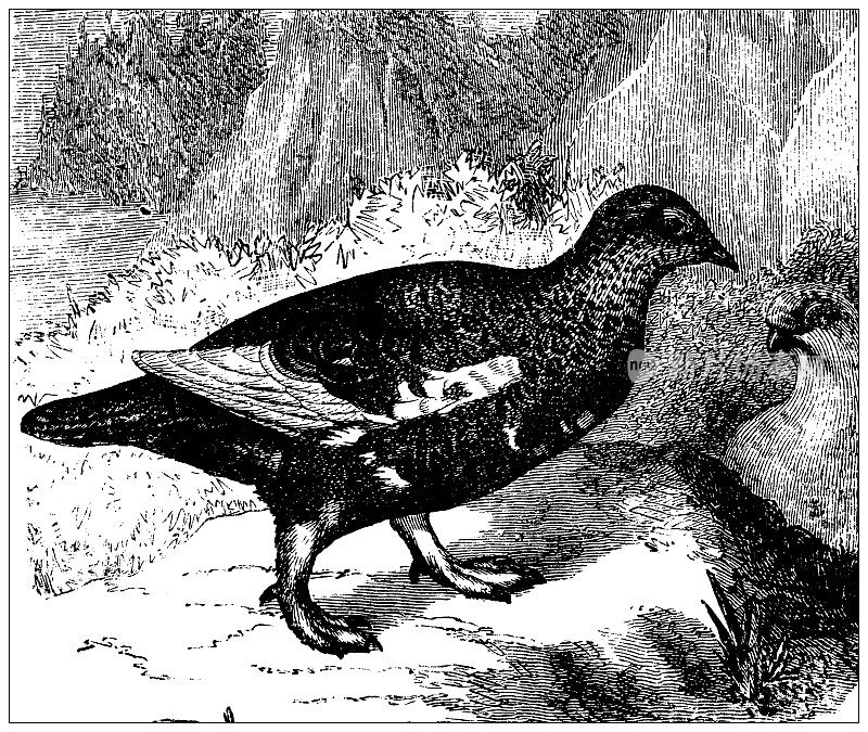 古董插图:岩雷鸟(Lagopus muta)